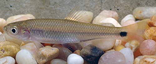 Blacktail Shiner (Cyprinella venusta)