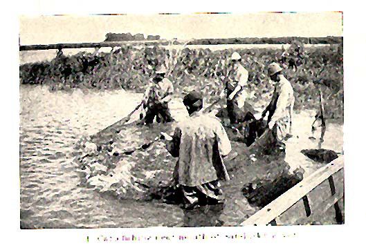 鯉漁業（古典図版、Lake Erie）