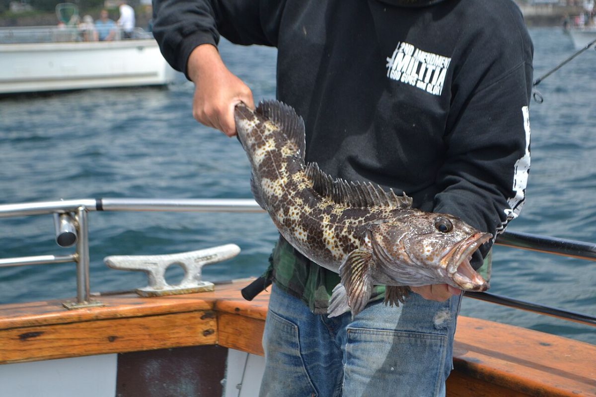 釣果（参考画像、Depoe Bay, Oregon）